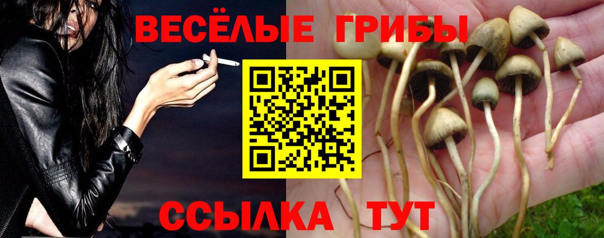 купить наркотики сайты  Вход с VPN  Донской  Псилоцибиновые грибы Magic Shrooms  Псилоцибиновые грибы Cubensis 